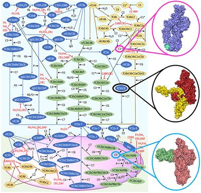 Multiscale Solutions to Quantitative Systems Biology Models